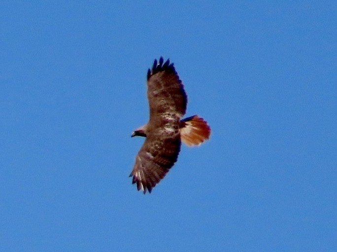 Red-tailed Hawk - ML618518388