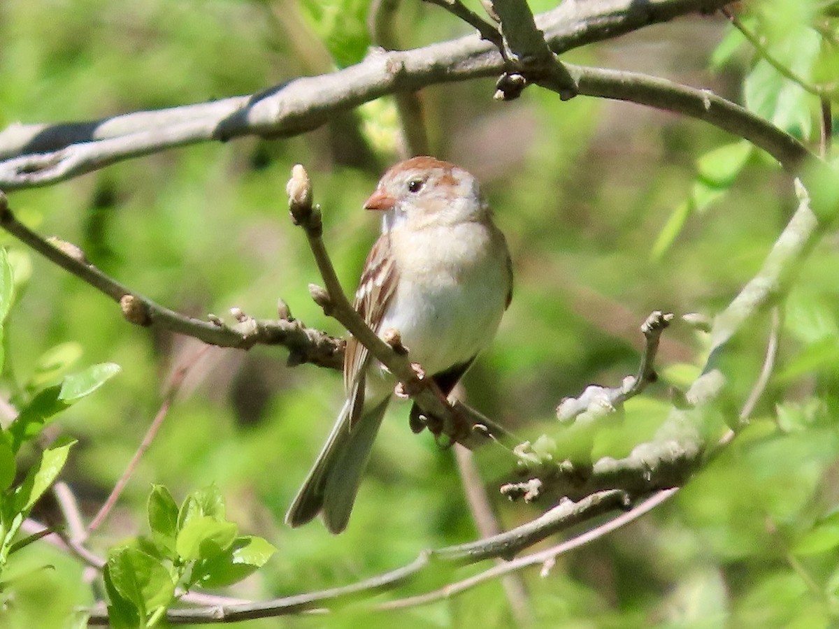 Field Sparrow - ML618518469