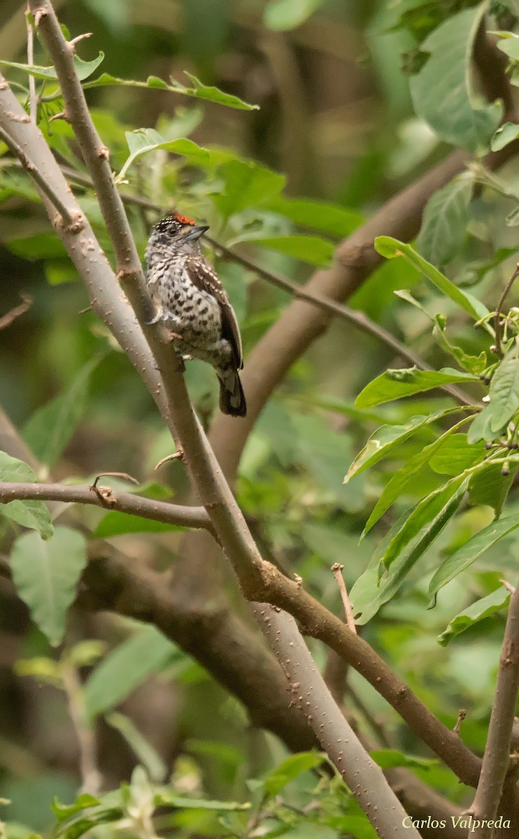 White-barred Piculet - ML618518479