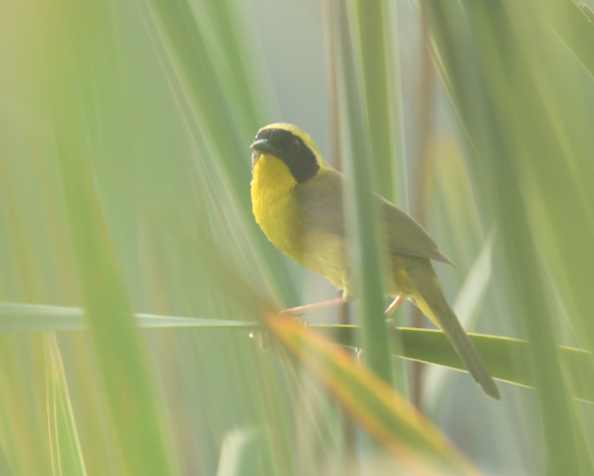 Altamira Yellowthroat - Leonardo Guzmán (Kingfisher Birdwatching Nuevo León)