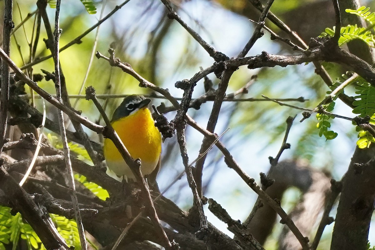 Yellow-breasted Chat - ML618518490