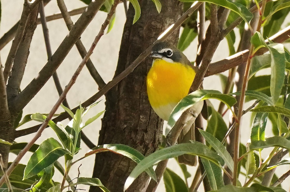 Yellow-breasted Chat - ML618518491