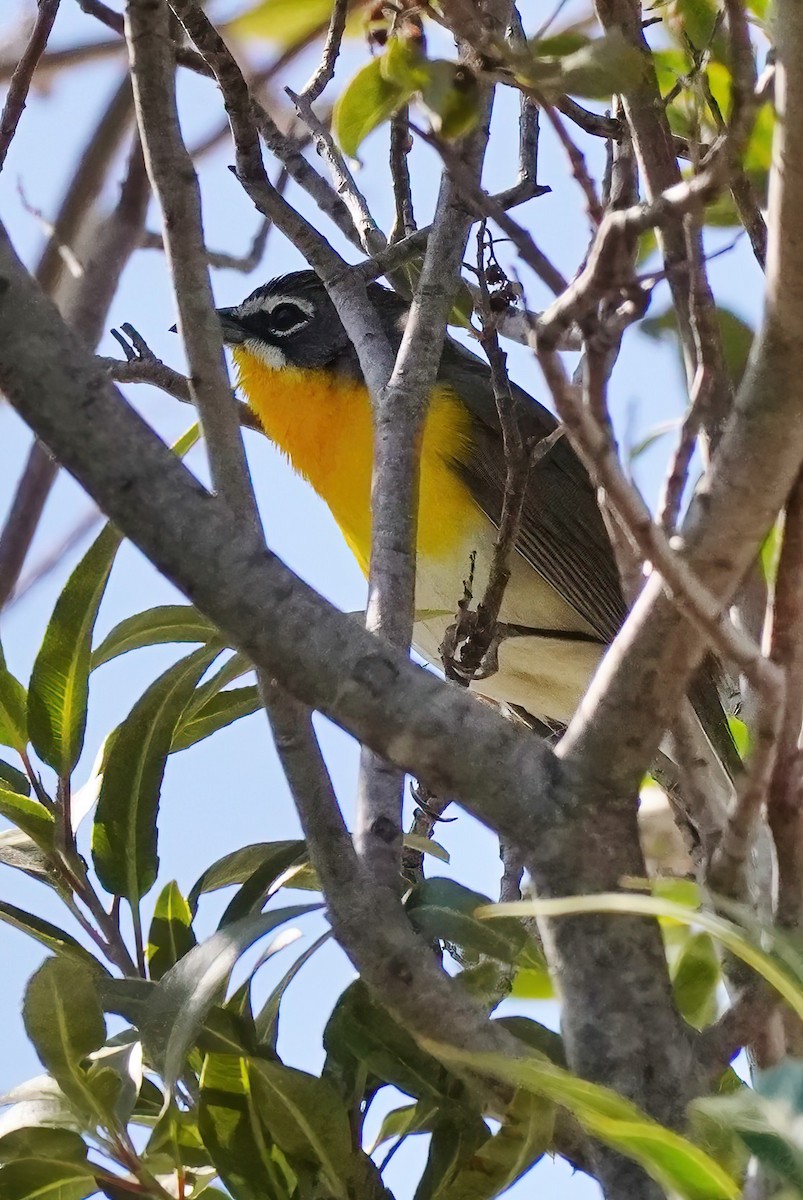 Yellow-breasted Chat - ML618518492