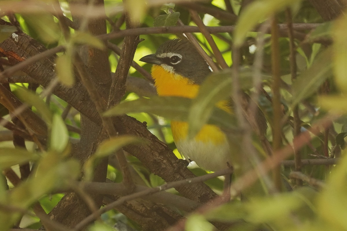 Yellow-breasted Chat - ML618518493