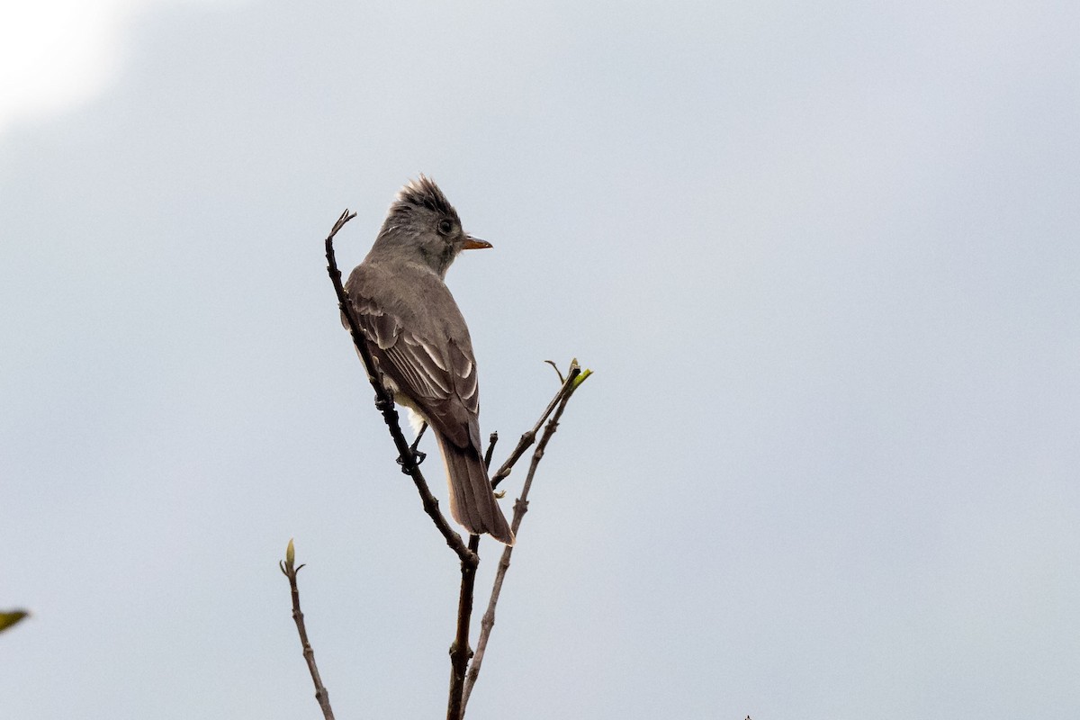 Greater Pewee - ML618518528