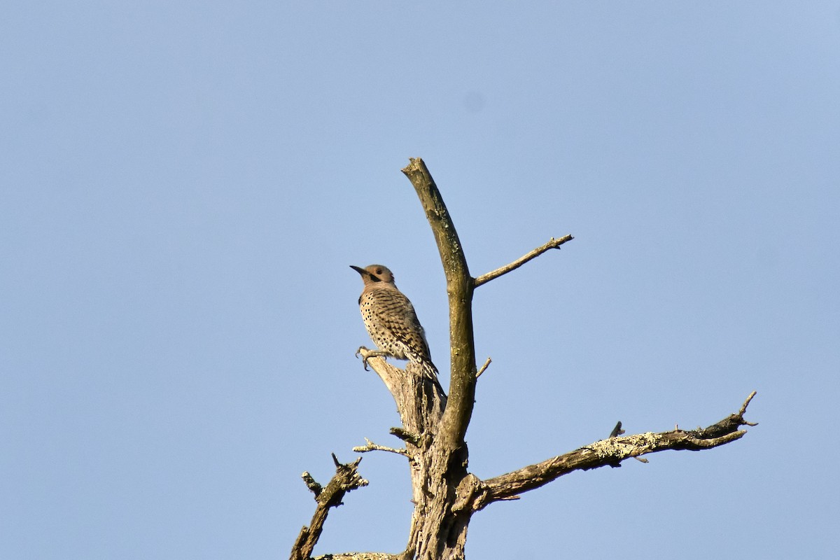 Northern Flicker (Yellow-shafted) - ML618518537