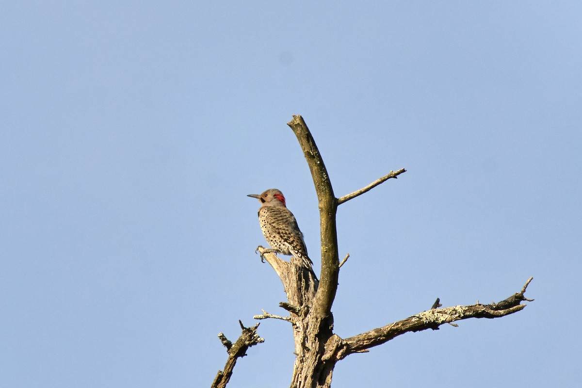 Northern Flicker (Yellow-shafted) - ML618518539