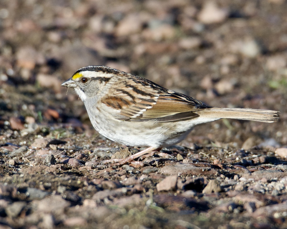 White-throated Sparrow - ML618518540