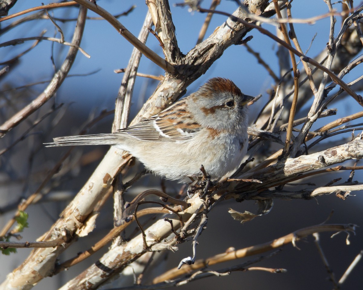 American Tree Sparrow - ML618518556
