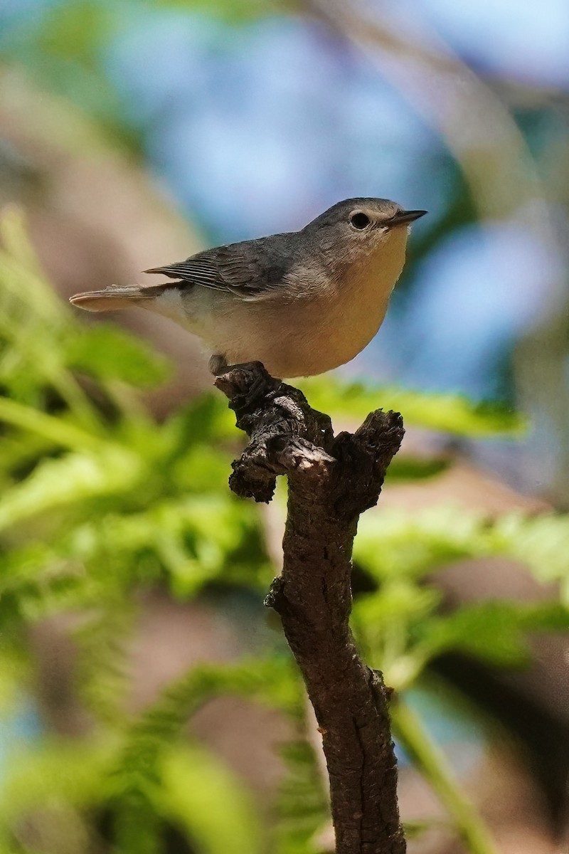 Lucy's Warbler - ML618518559
