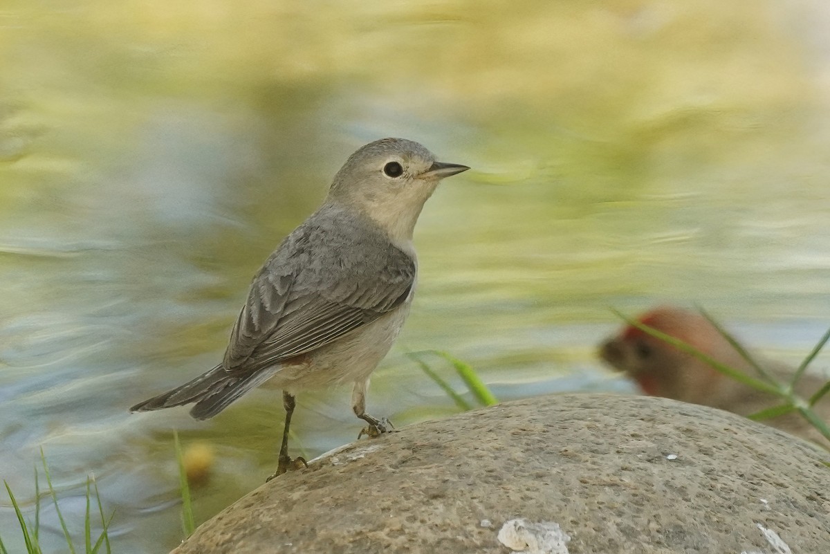 Lucy's Warbler - ML618518561