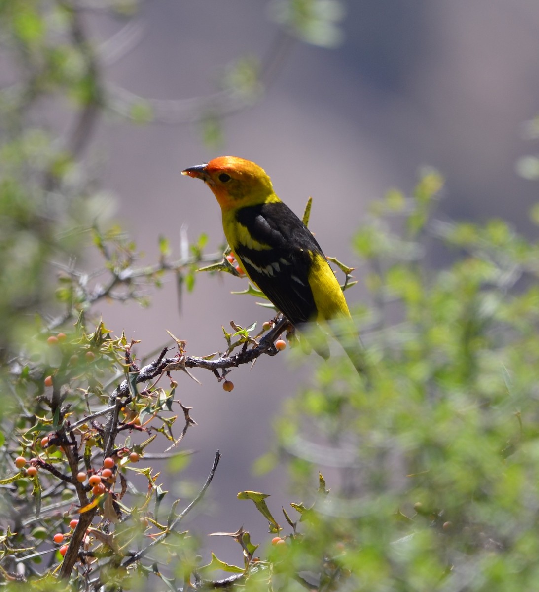 Western Tanager - ML618518576