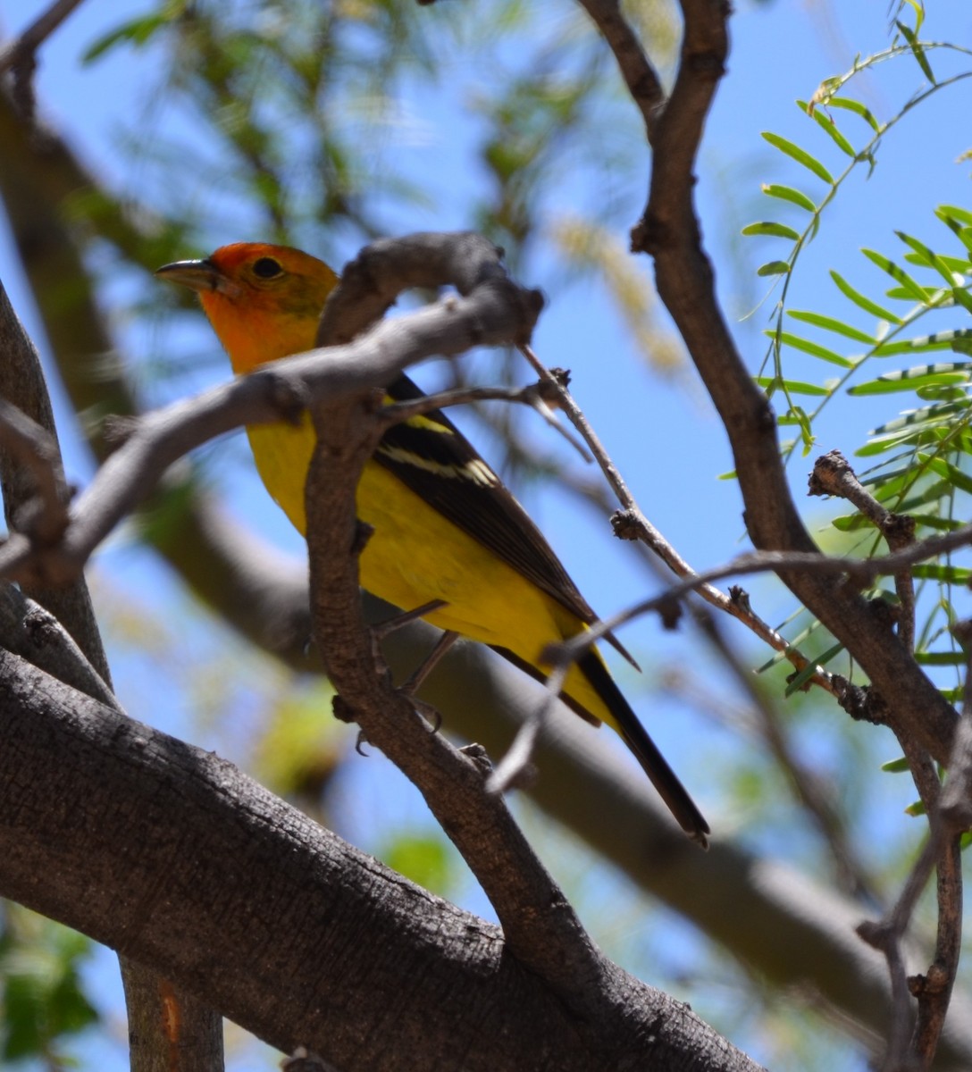 Western Tanager - ML618518577