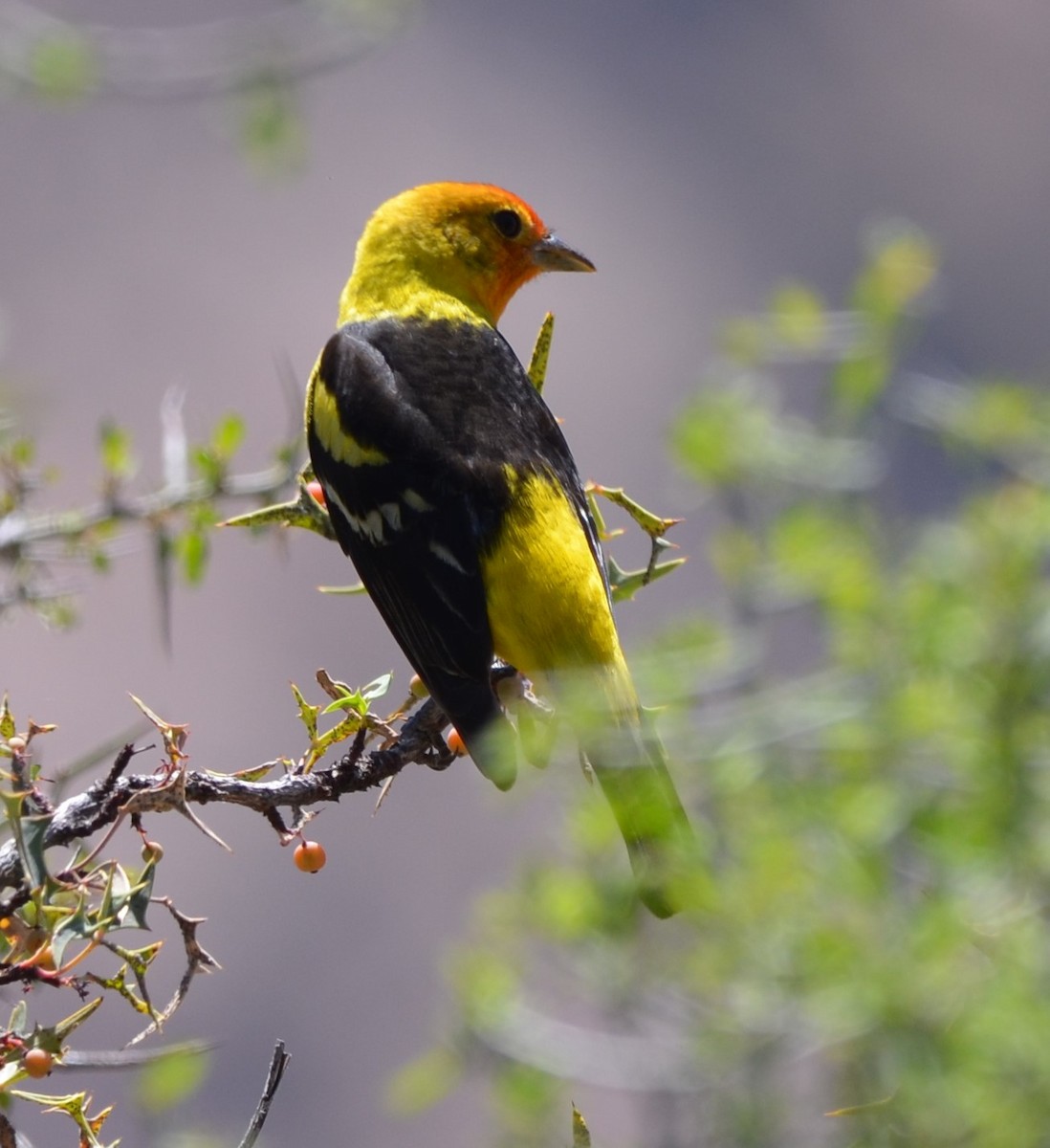 Western Tanager - ML618518578