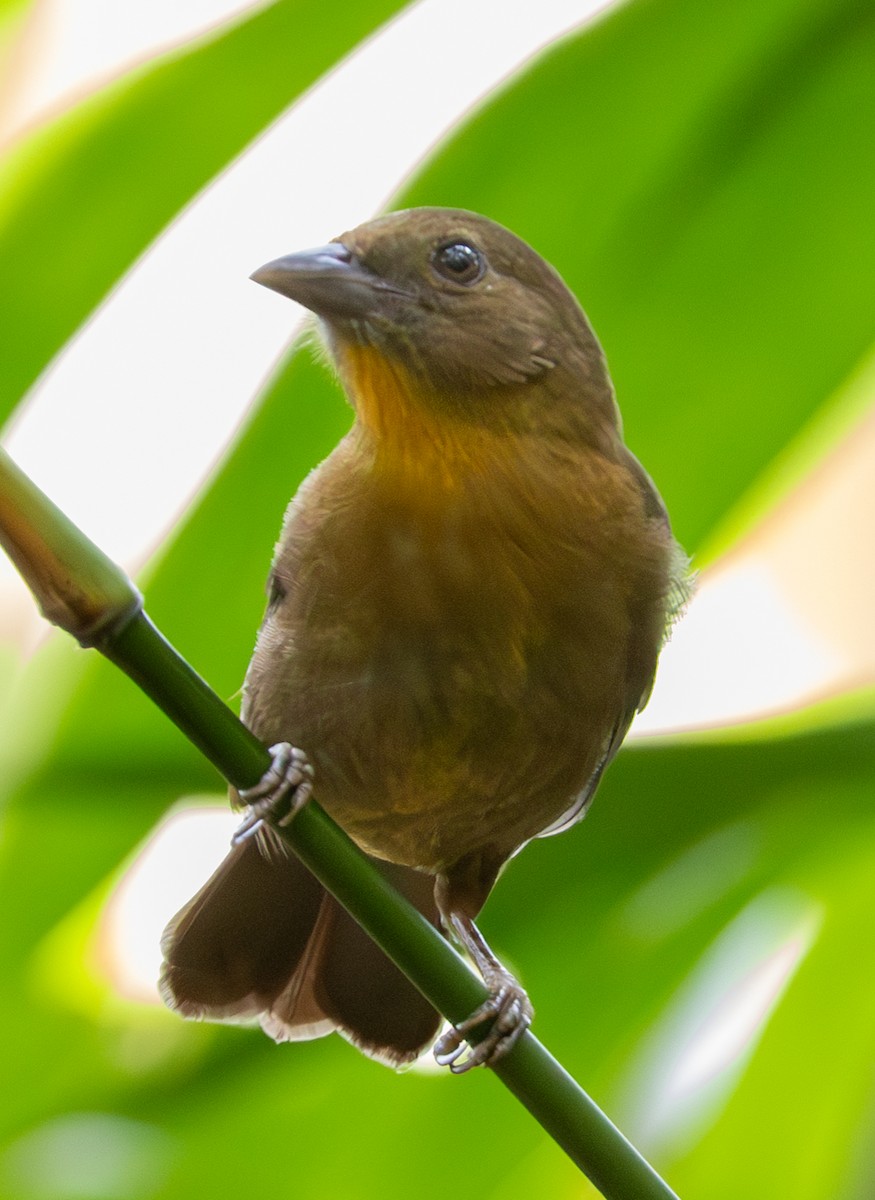 Red-throated Ant-Tanager - ML618518598