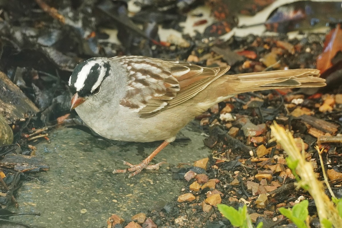 White-crowned Sparrow (Dark-lored) - ML618518601