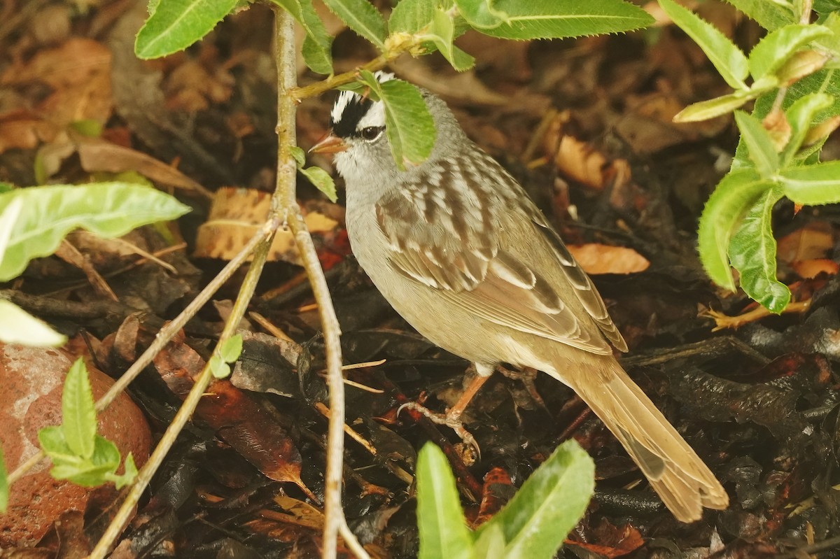 White-crowned Sparrow (Dark-lored) - ML618518602