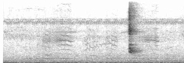 אנפית מנגרובים - ML618518621