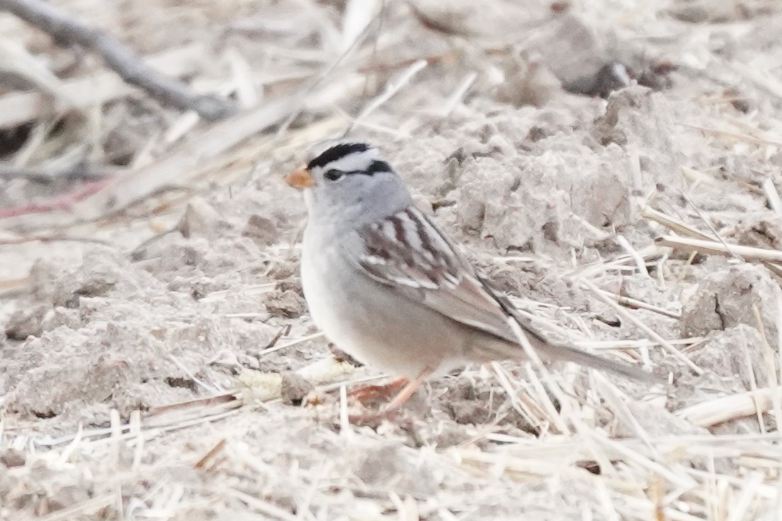 White-crowned Sparrow (Gambel's) - ML618518626
