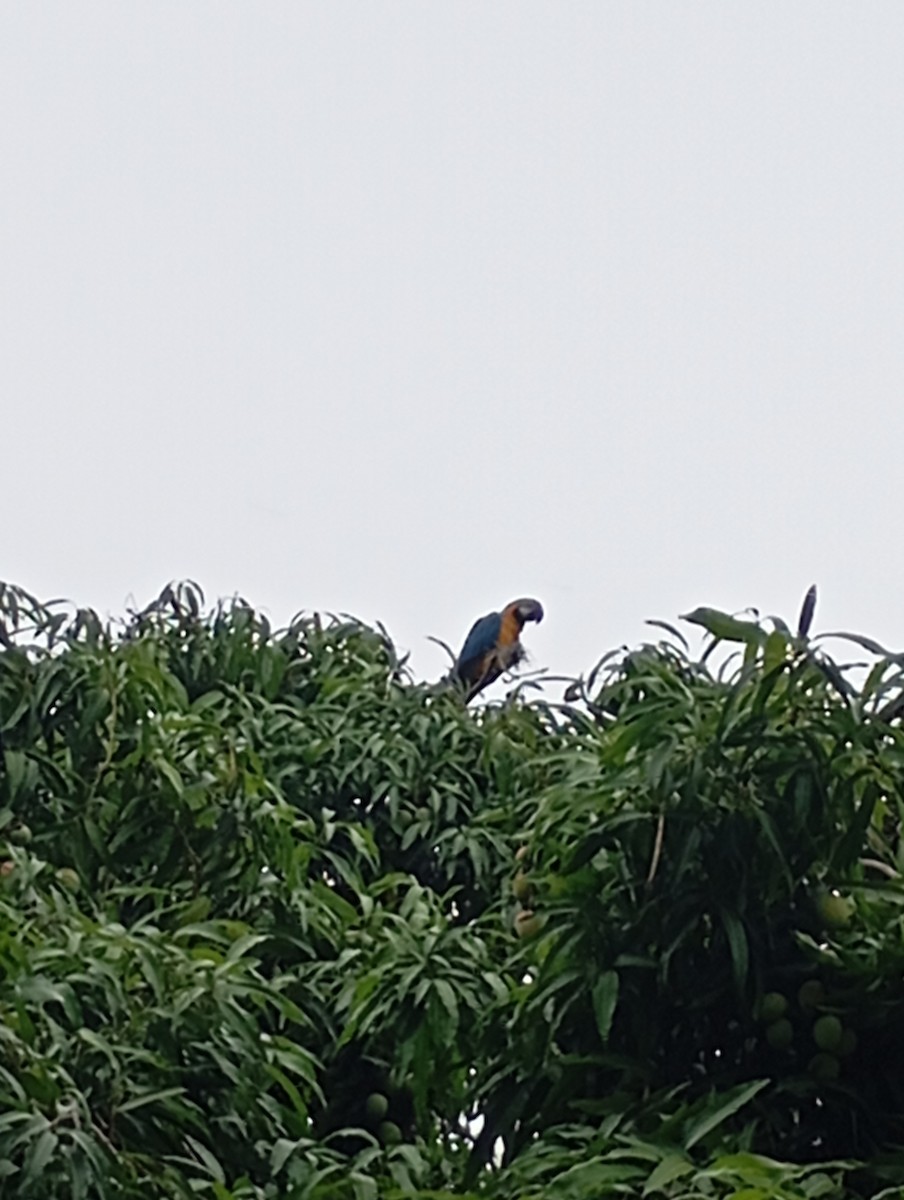 Blue-and-yellow Macaw - ML618518632