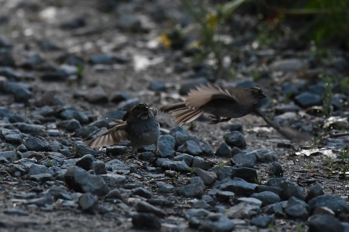 White-throated Sparrow - ML618518662