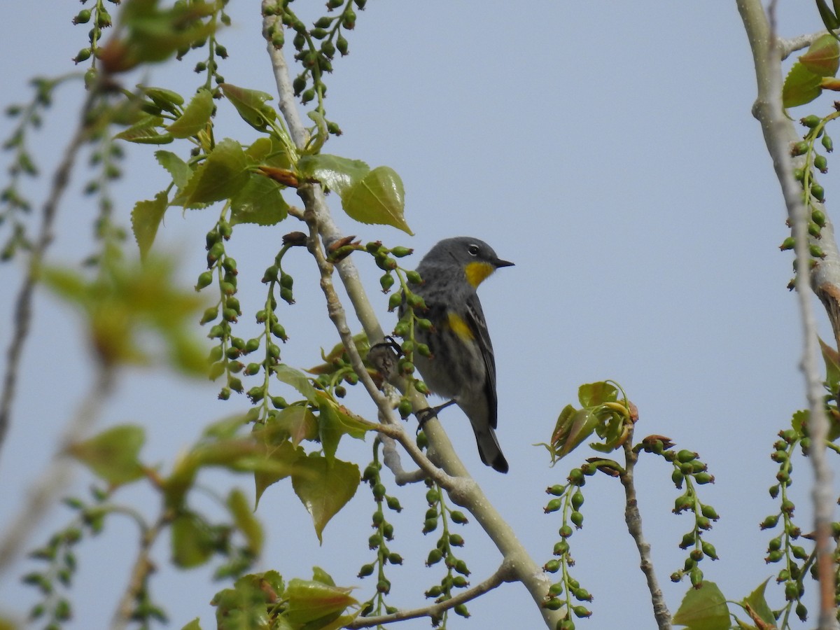 Yellow-rumped Warbler (Audubon's) - Jane Baryames