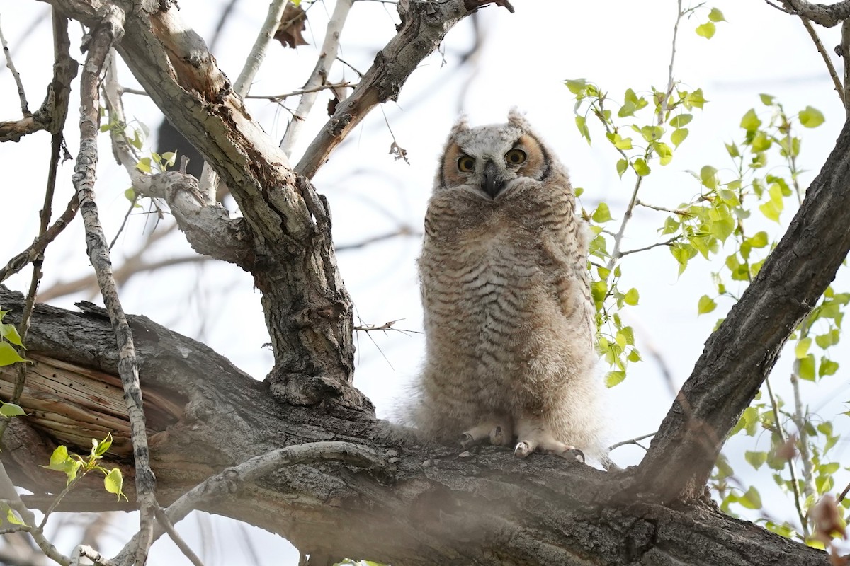 Great Horned Owl - ML618518680
