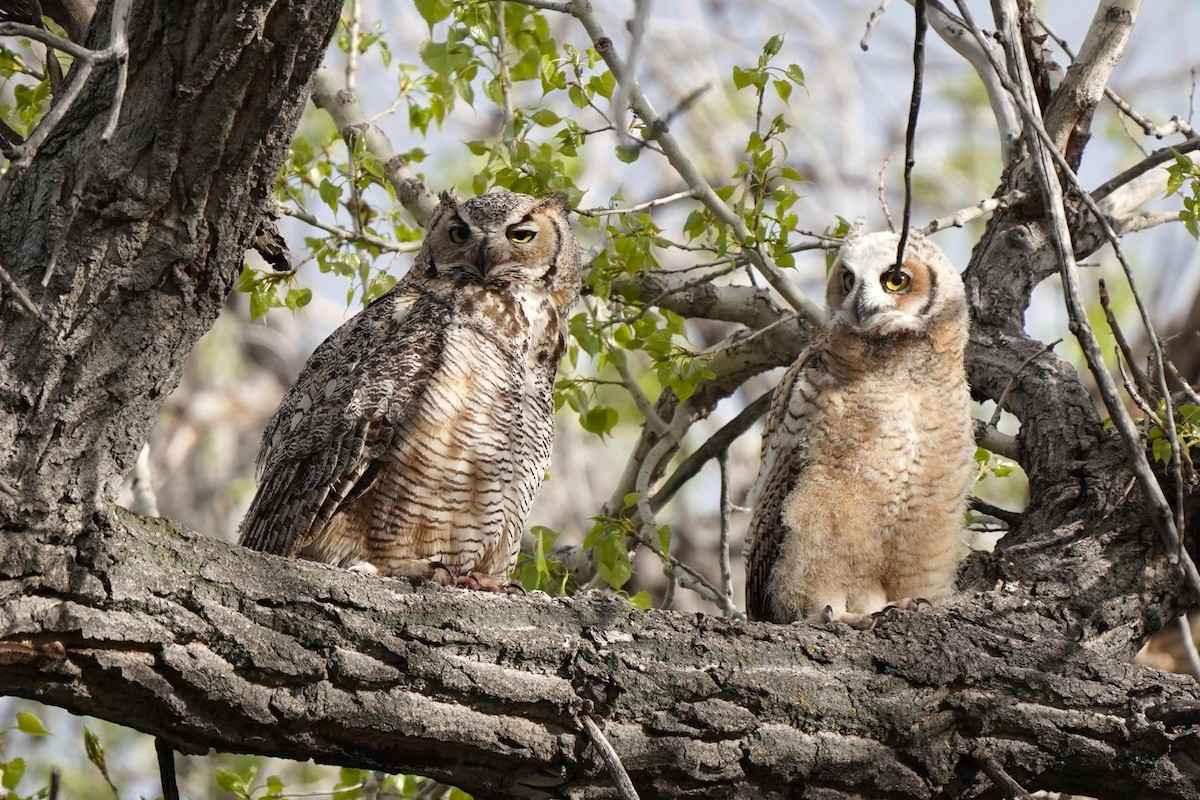 Great Horned Owl - ML618518688