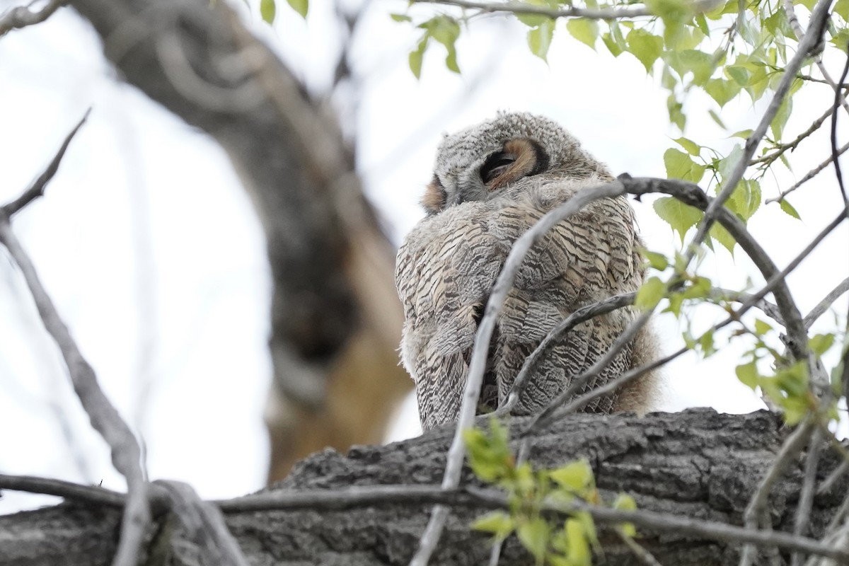 Great Horned Owl - ML618518691