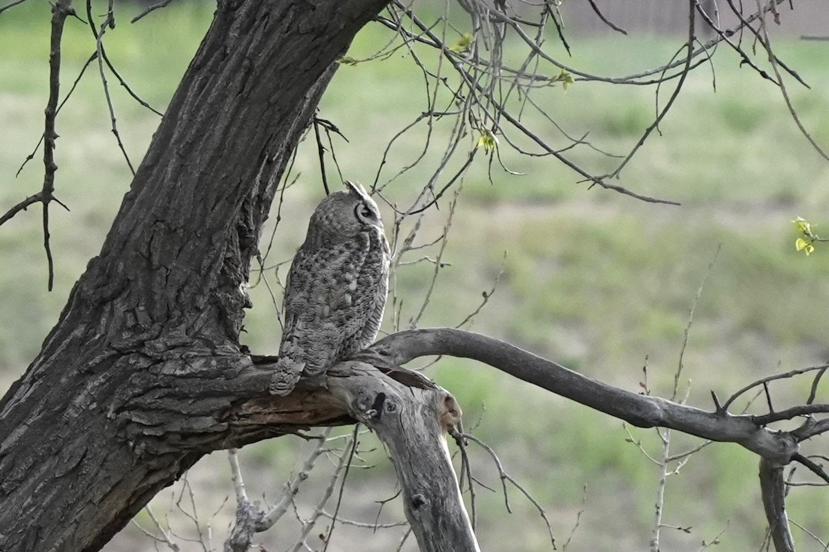 Great Horned Owl - ML618518697