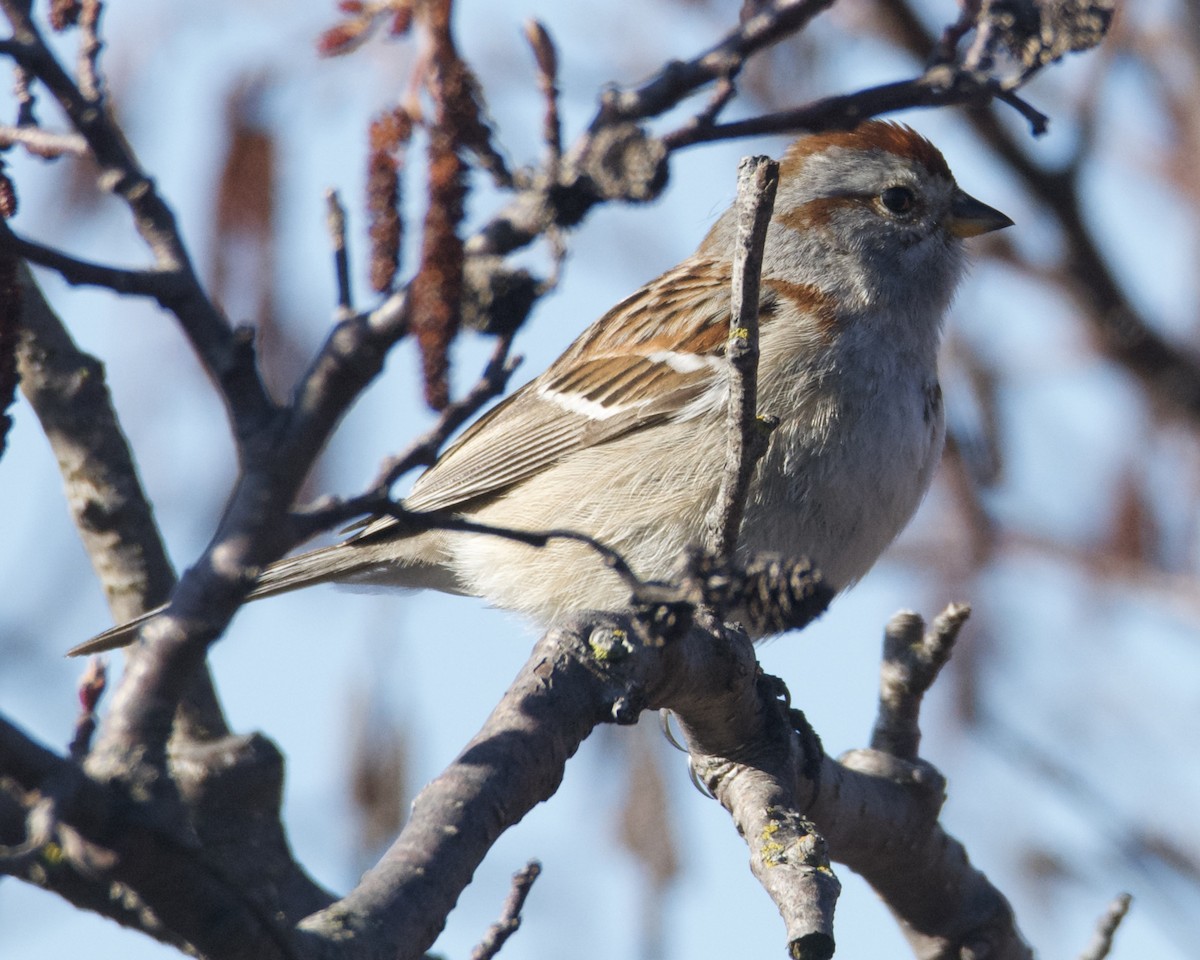 American Tree Sparrow - Larry Waddell