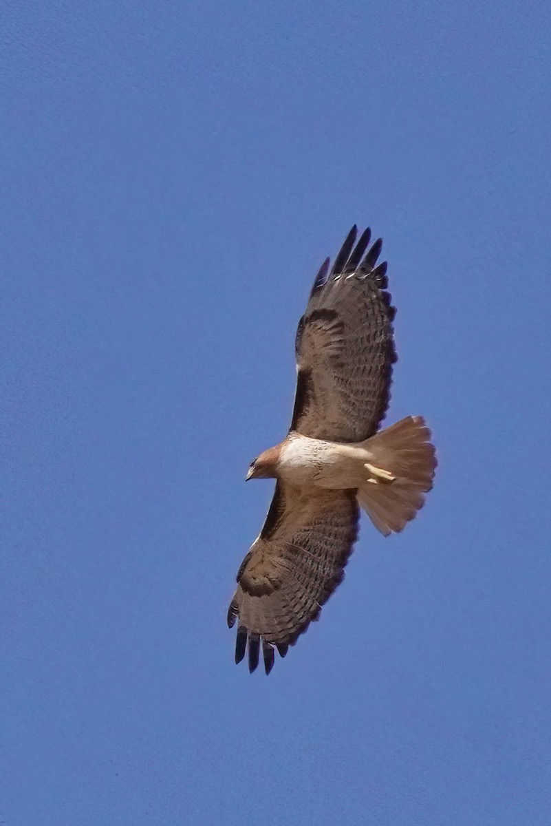 Red-tailed Hawk - ML618518700