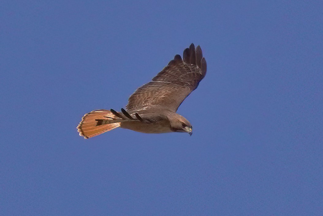 Red-tailed Hawk - ML618518701
