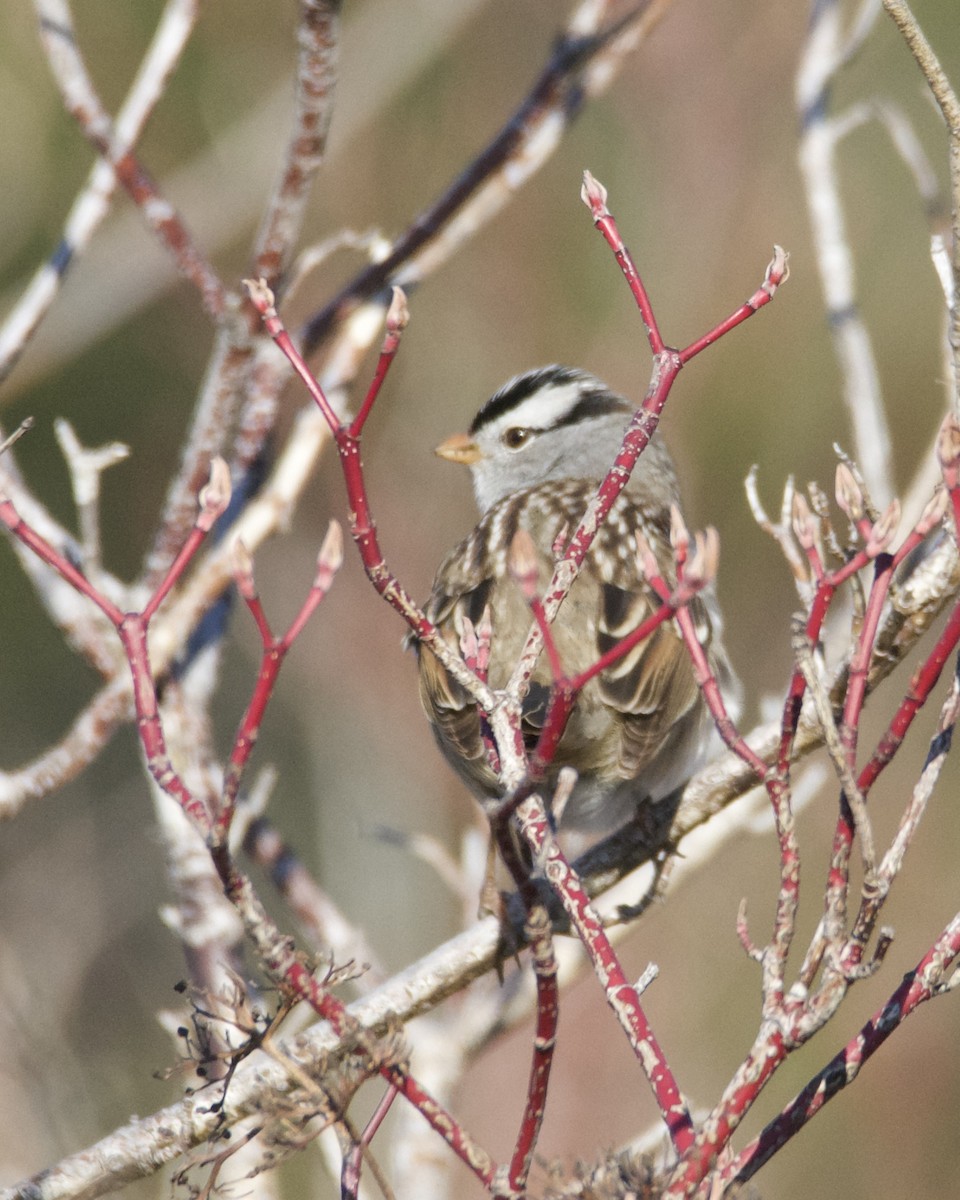 White-crowned Sparrow - Larry Waddell