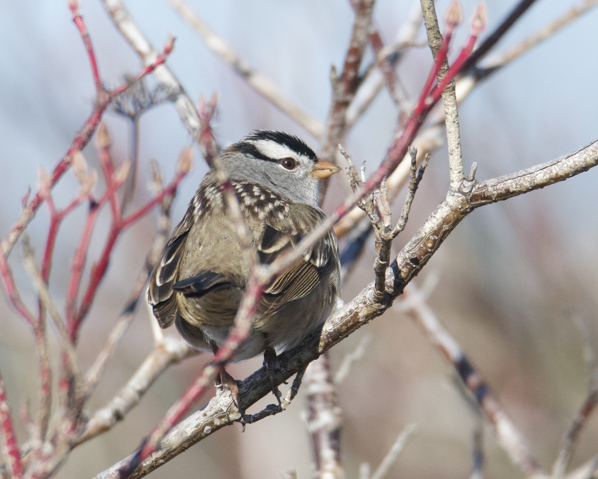 White-crowned Sparrow - ML618518706