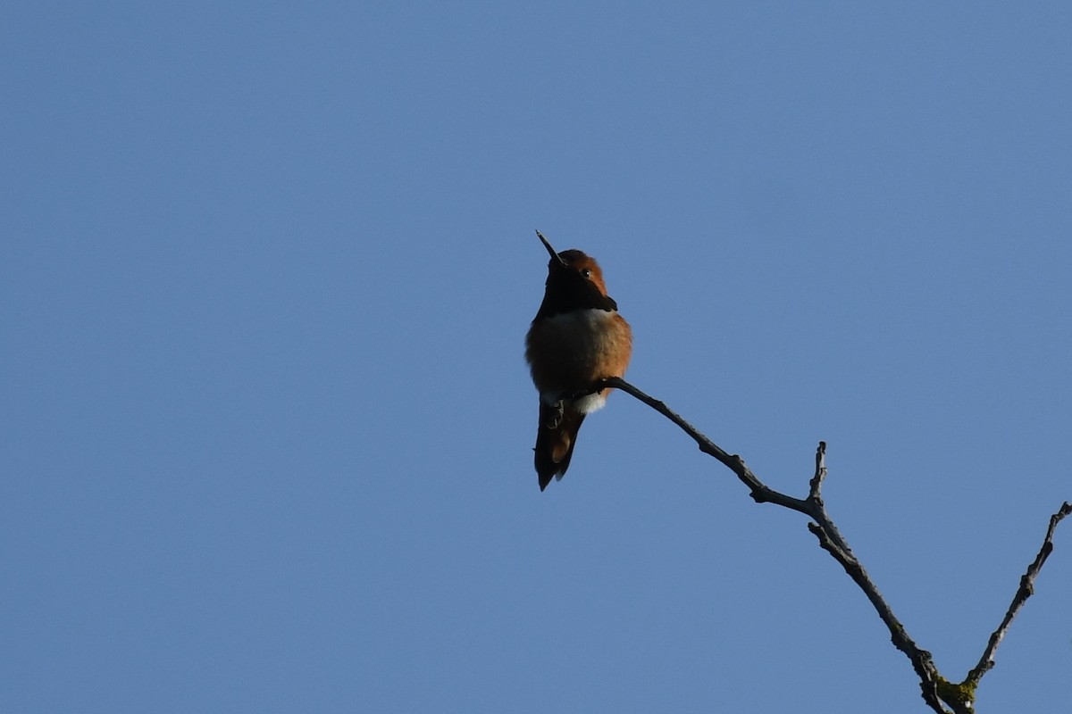 Rufous Hummingbird - ML618518708