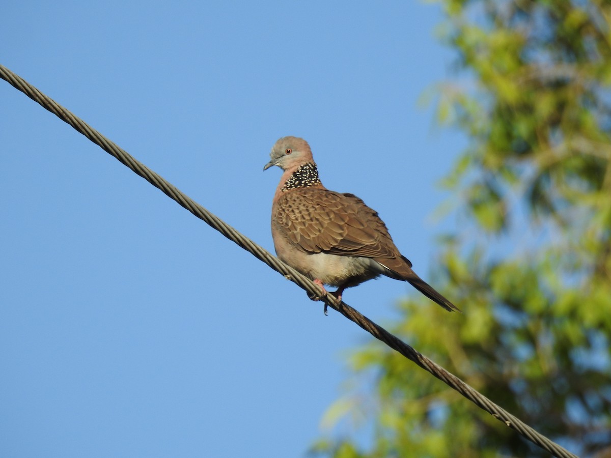 Spotted Dove - ML618518715