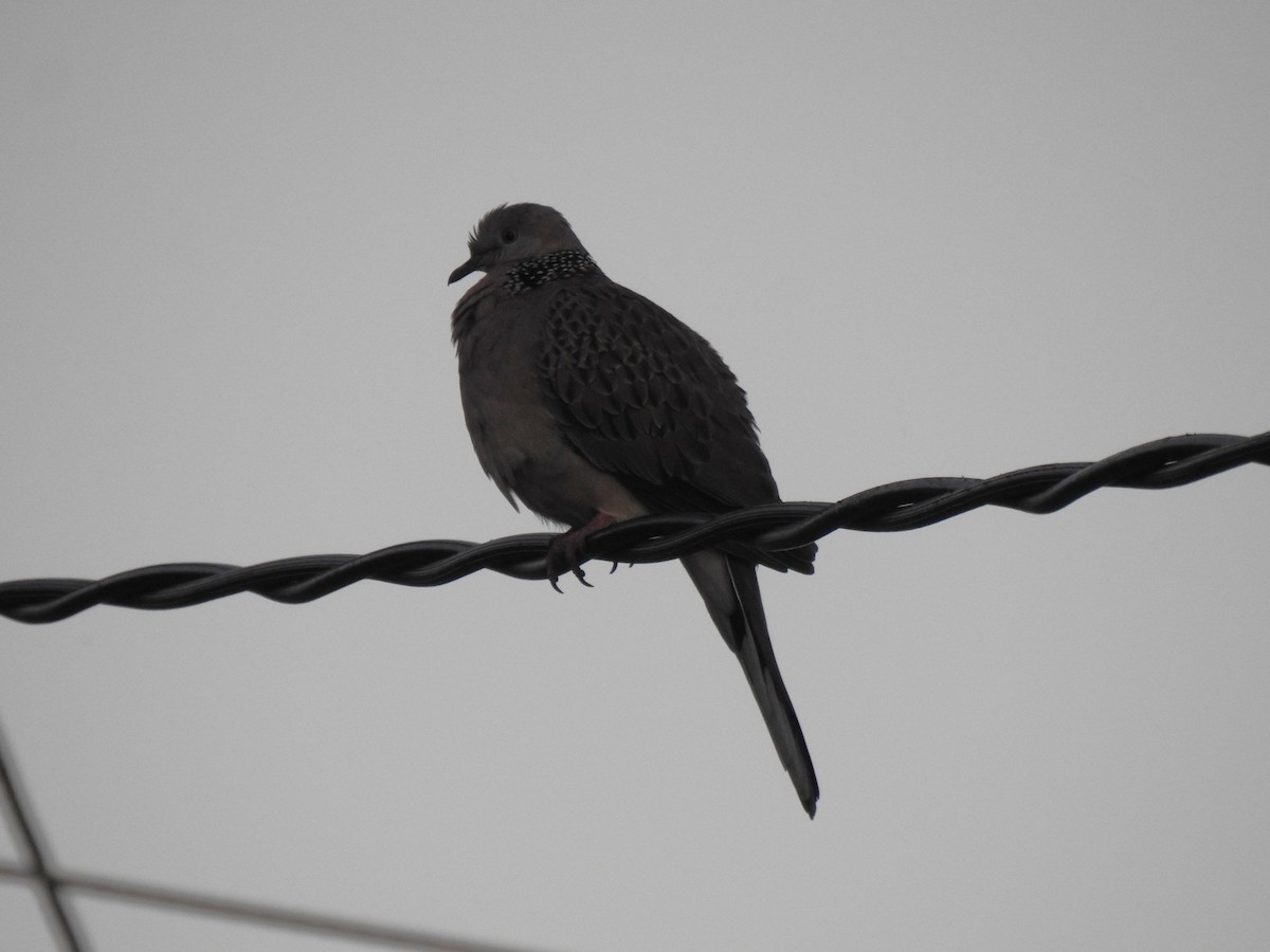Spotted Dove - ML618518721