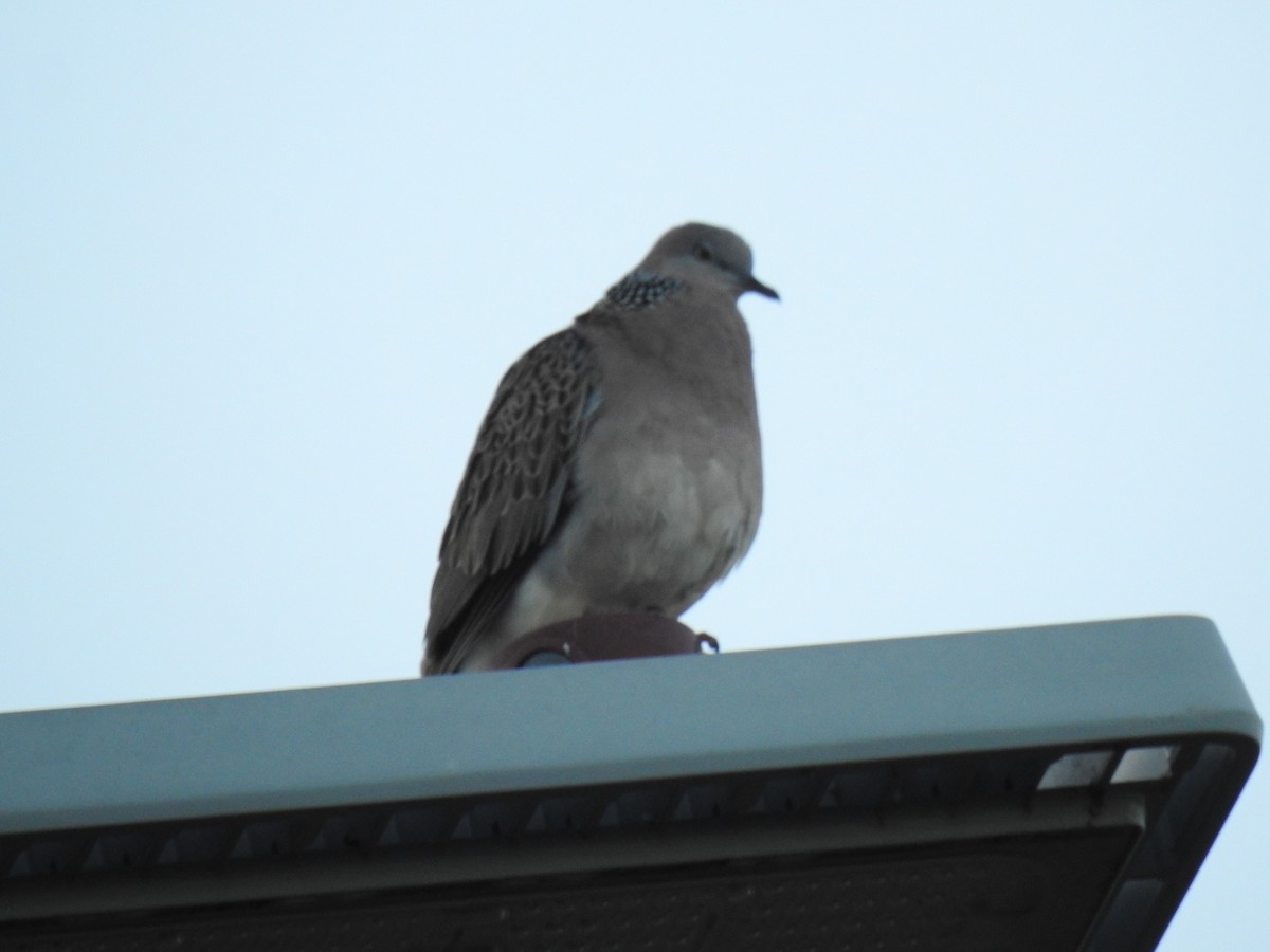 Spotted Dove - ML618518723