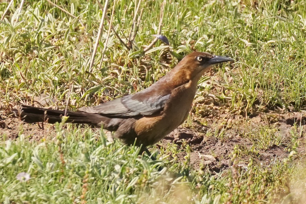 Great-tailed Grackle - ML618518724