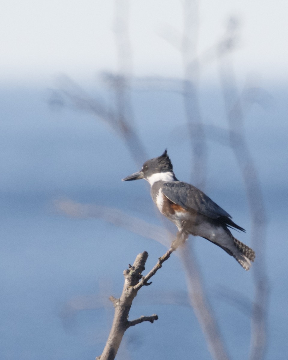 Belted Kingfisher - ML618518728