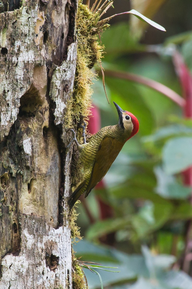 Golden-olive Woodpecker - ML618518729