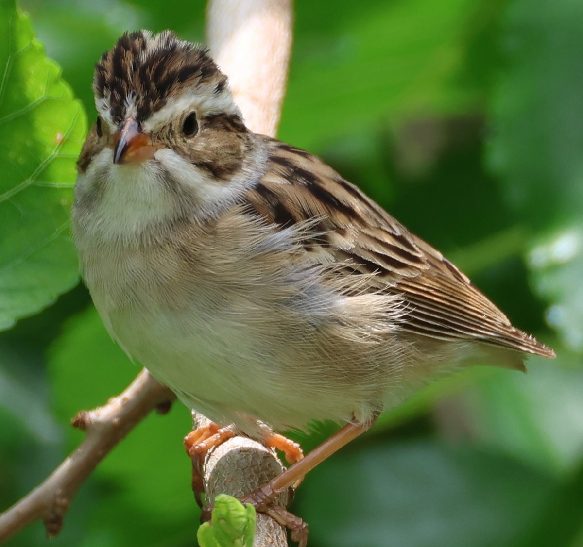 Clay-colored Sparrow - ML618518747