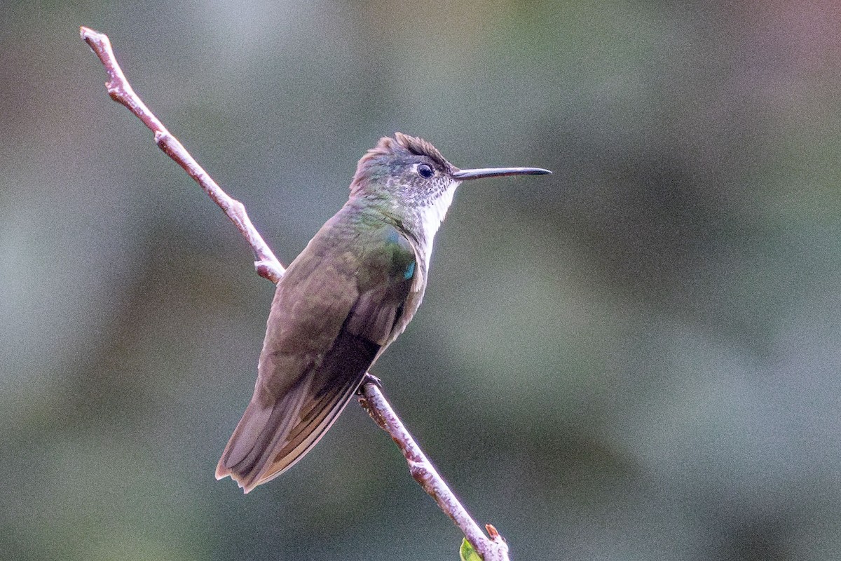 Azure-crowned Hummingbird - ML618518760