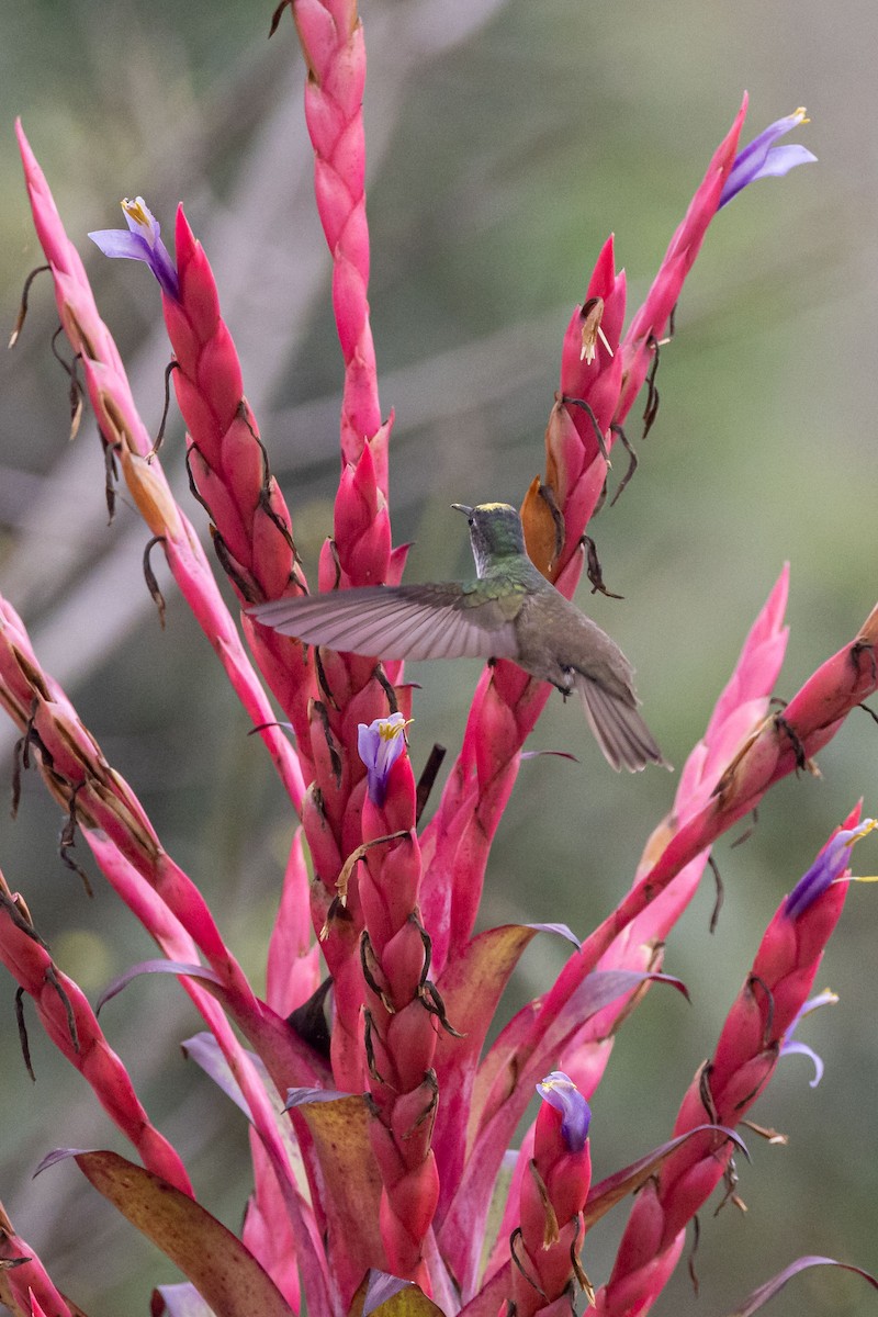 Azure-crowned Hummingbird - ML618518763