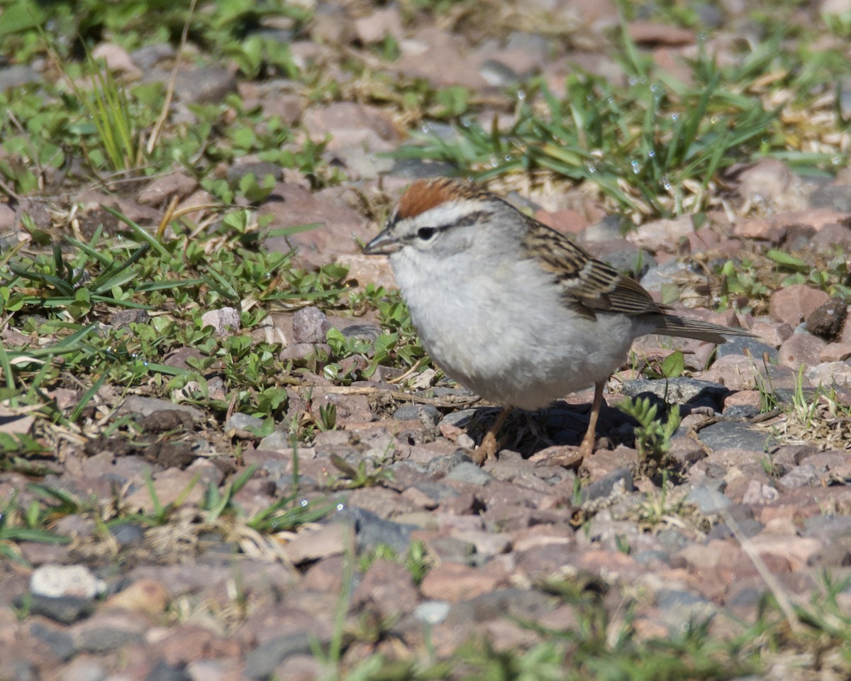 Chipping Sparrow - Larry Waddell