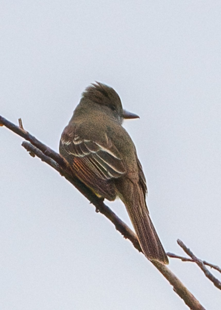 Great Crested Flycatcher - ML618518839