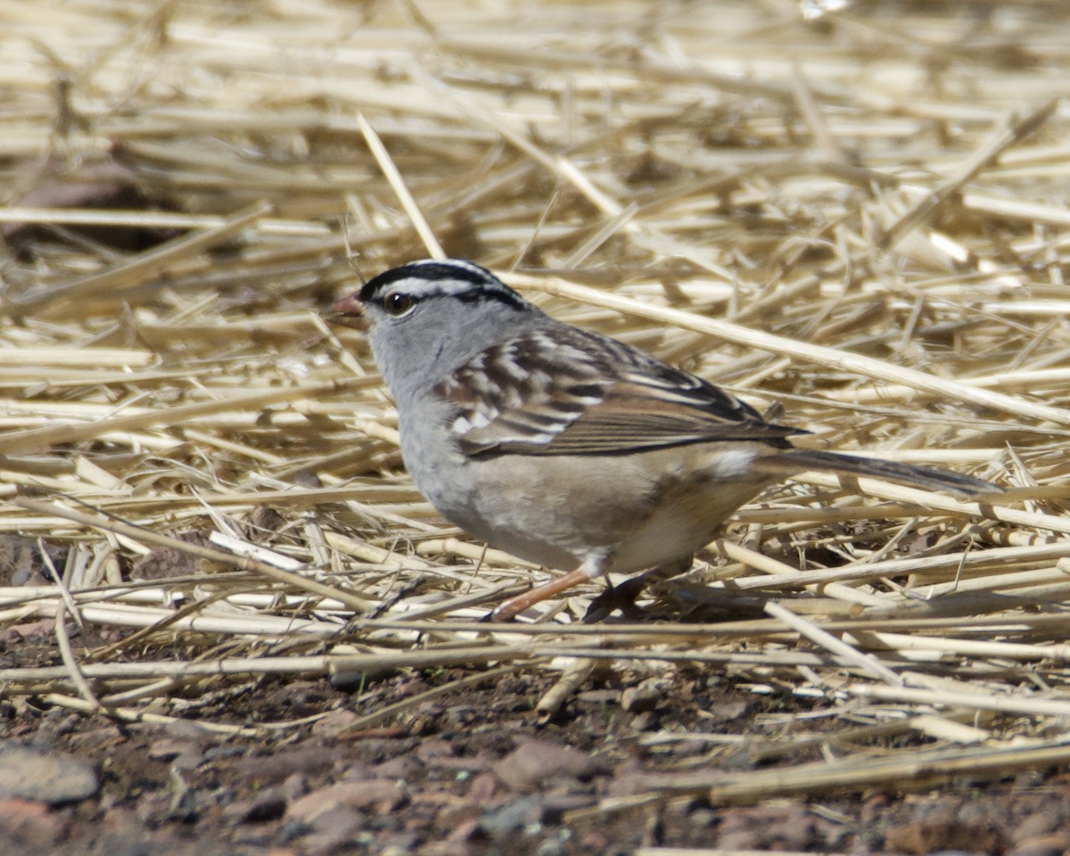 White-crowned Sparrow - ML618518862