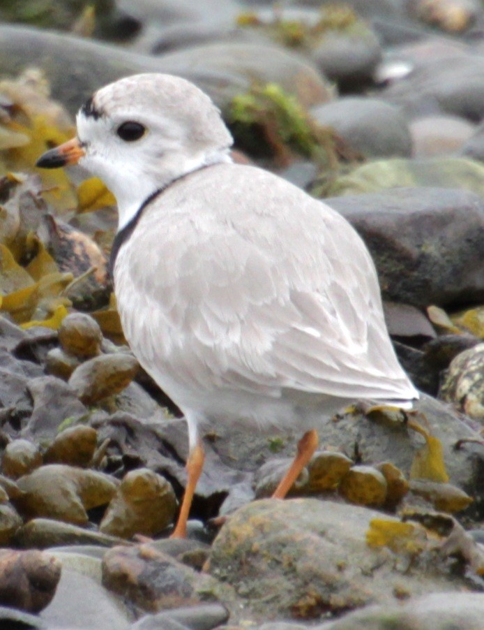 Piping Plover - ML618518887