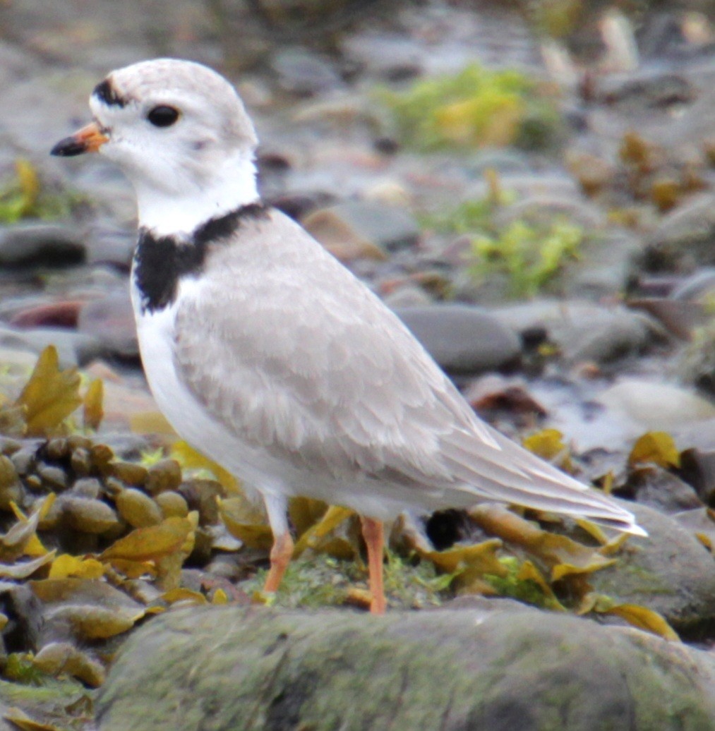 Piping Plover - ML618518888